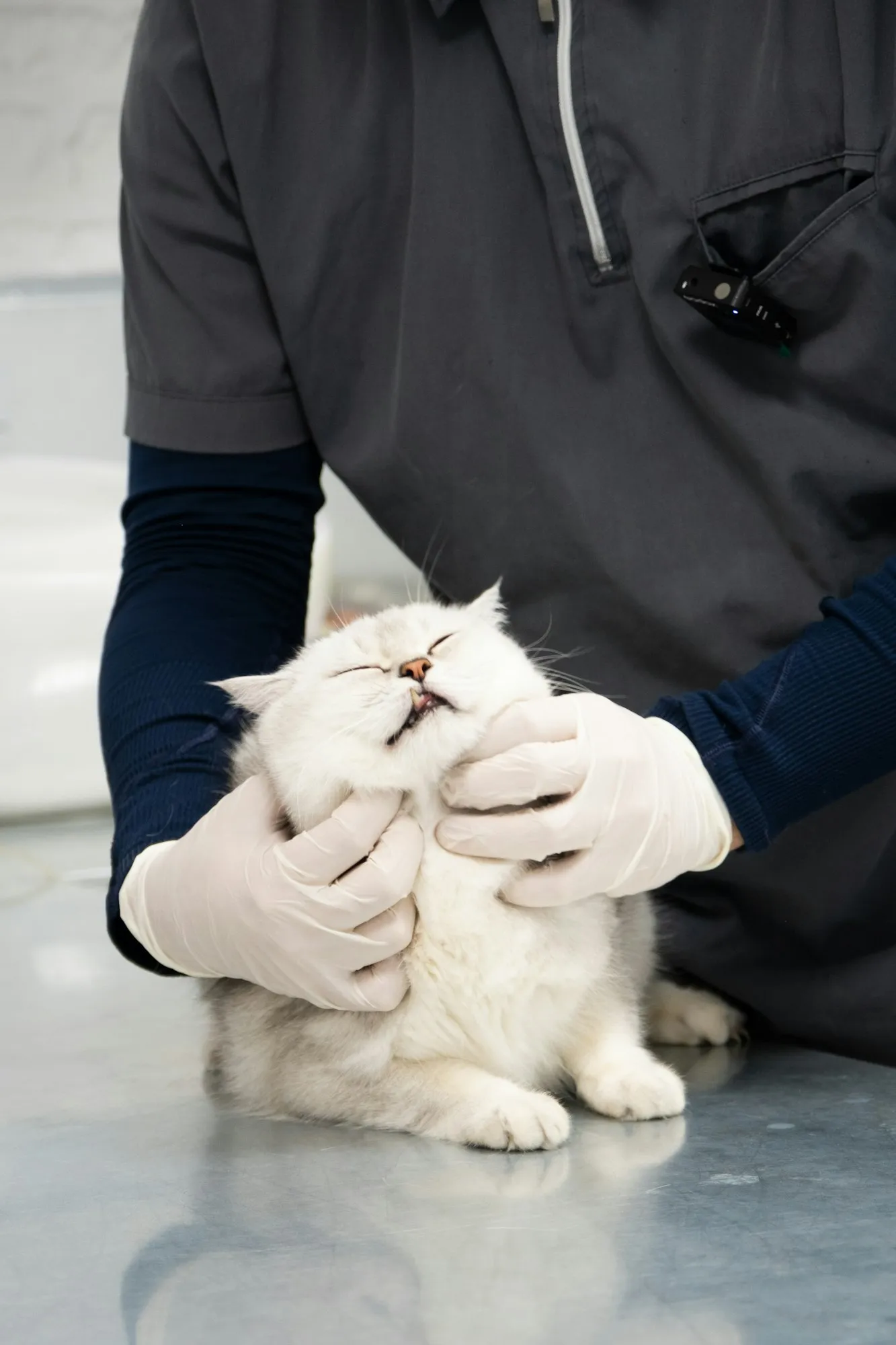 Controllo del pelo e della pelle di un gatto