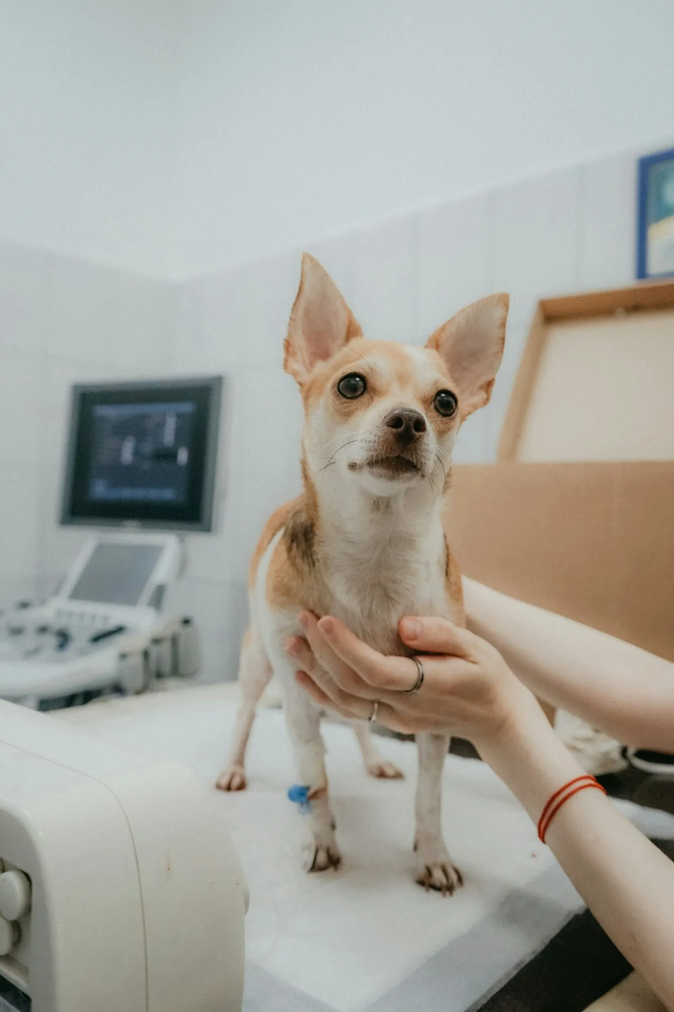 Un cane di piccola taglia accanto all'ecografo