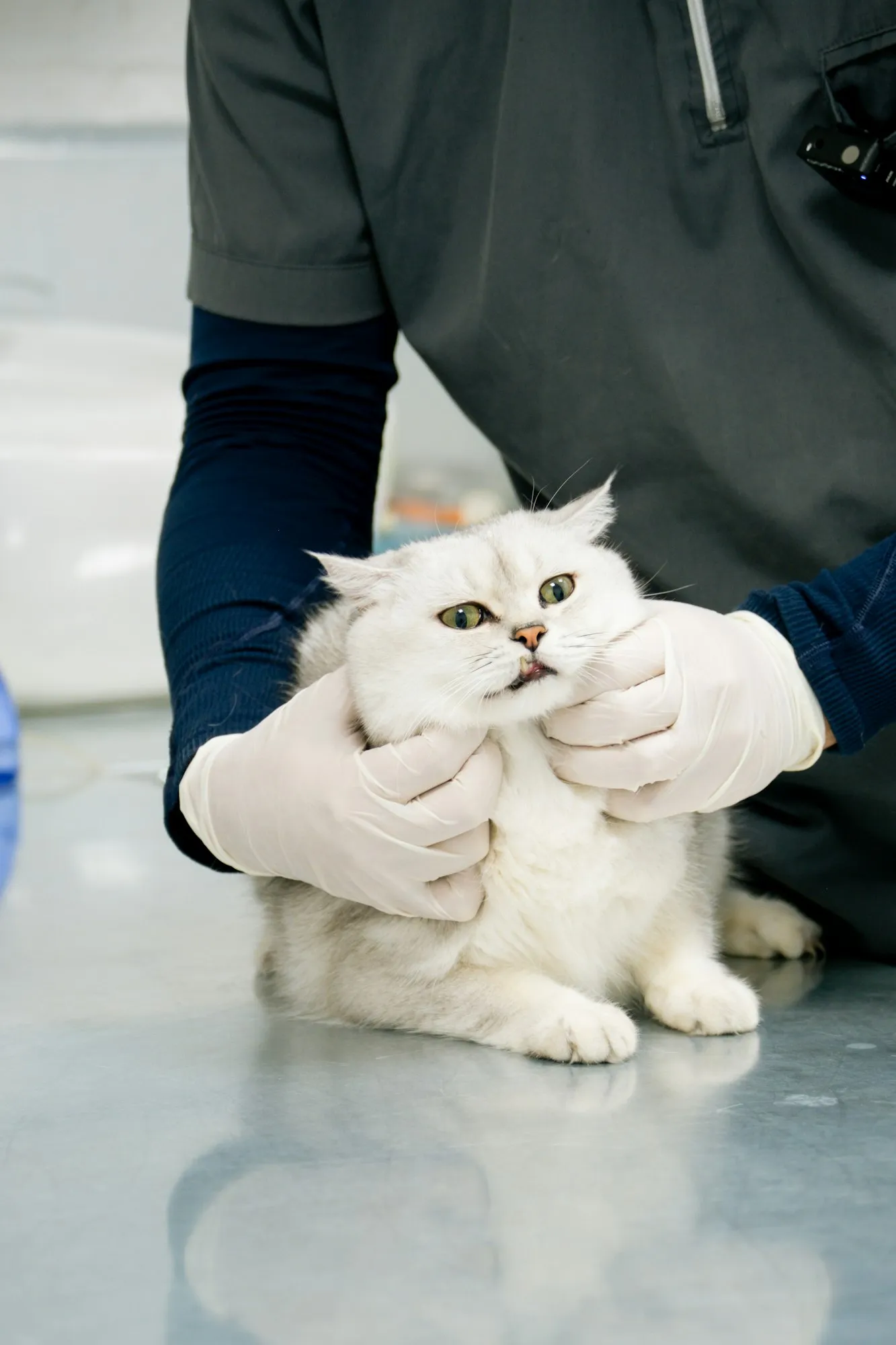 Un gatto bianco durante la visita
