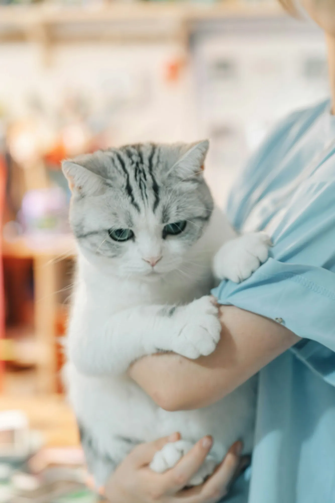 Un gatto tenuto in braccio da una veterinaria