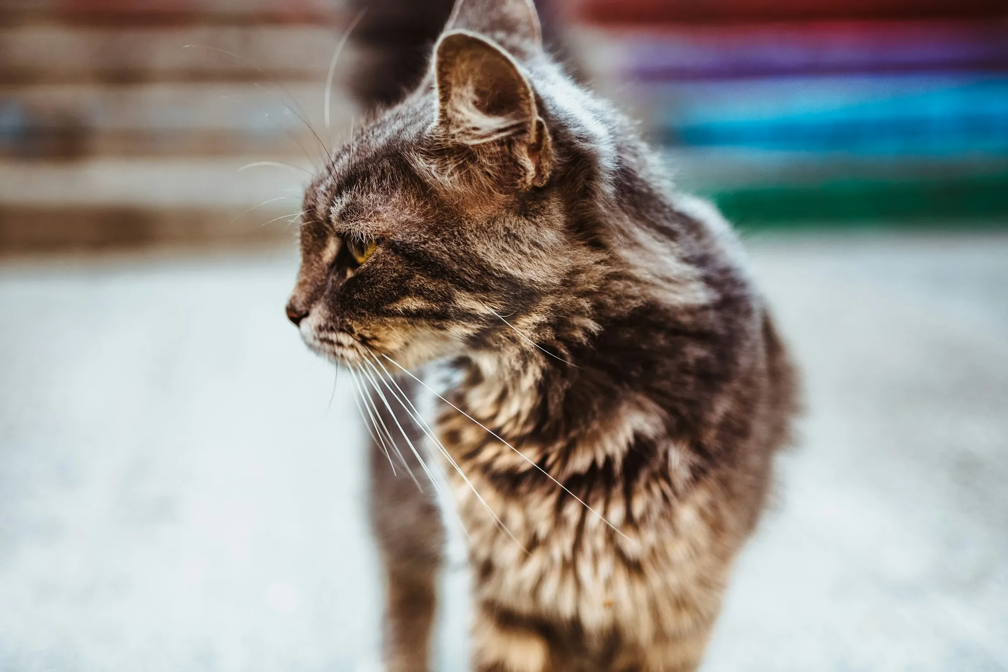 Un gatto soriano fuori dall'ambulatorio