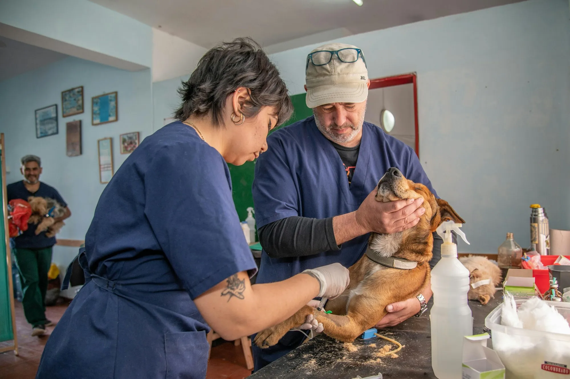 Due veterinari al lavoro nella sala visite