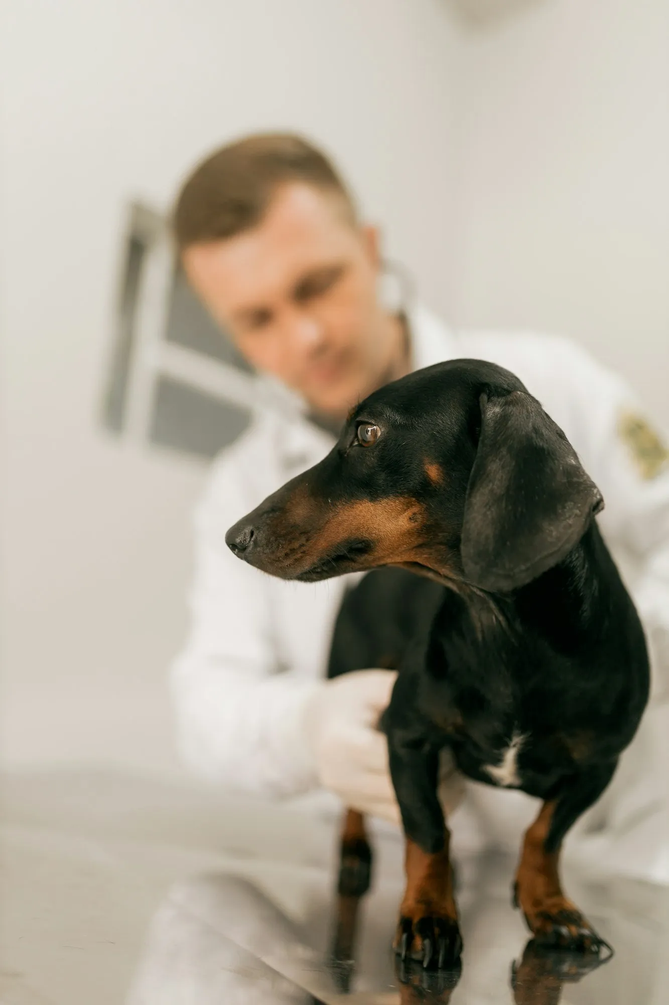 Un bassotto sul tavolo delle visite con il veterinario dietro